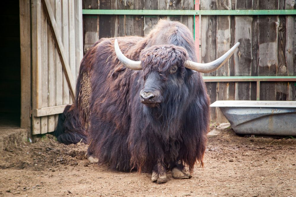 Photograph by Балакин Евгений