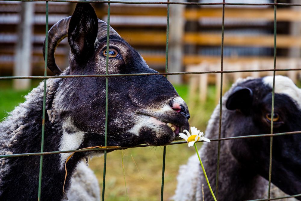 Photograph by Балакин Евгений