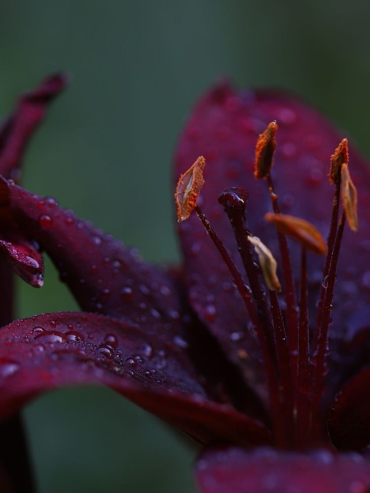 Photograph by Елена Тимченко