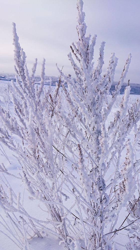 Фотография автора Elena Ku