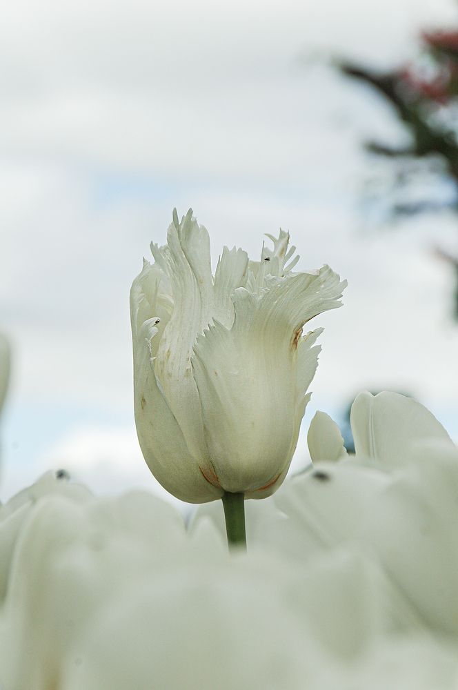 Photograph by Диана Ульянцева