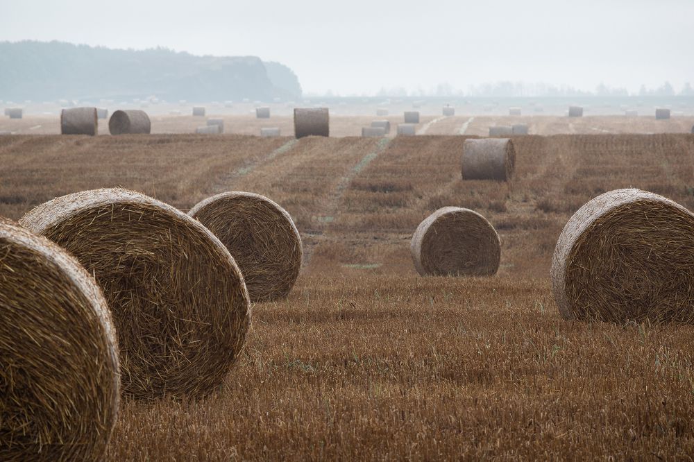Катушки в туманных полях