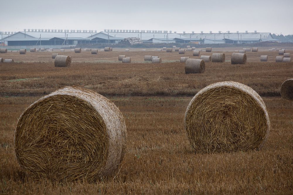 Утренний туман