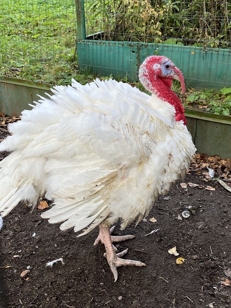 Photograph by Болдырева Ольга