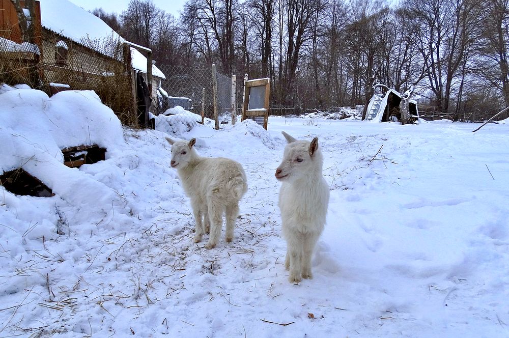 Молоденькие козлята зимой