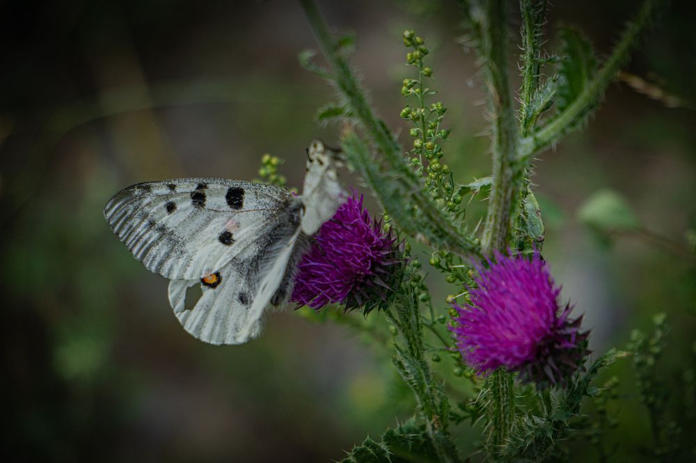 Фотография автора Андрей Шитиков