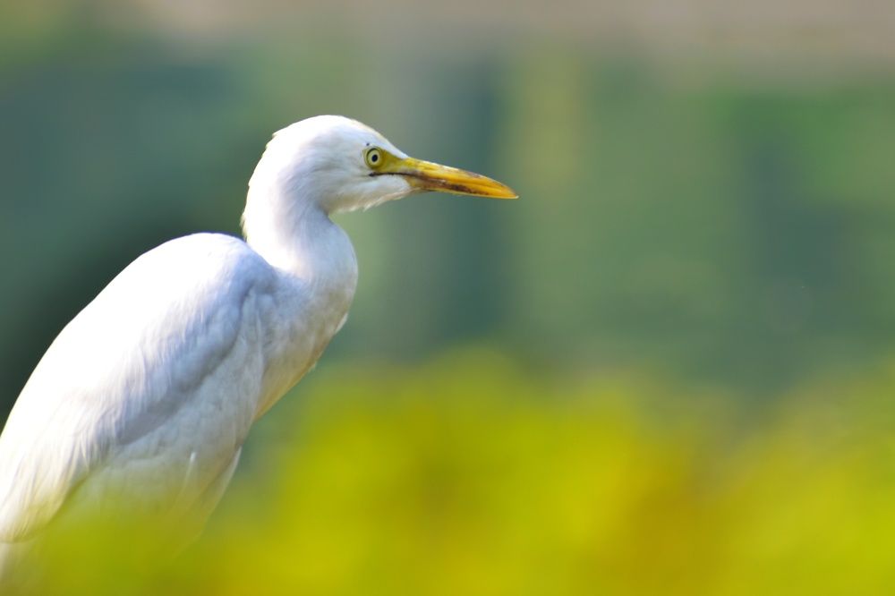 Photograph by SAIKAT PAL