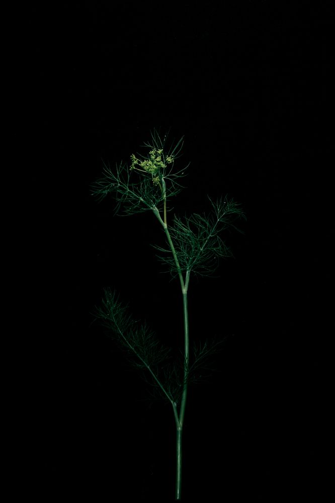 Фотография автора OXANA MARSOVA