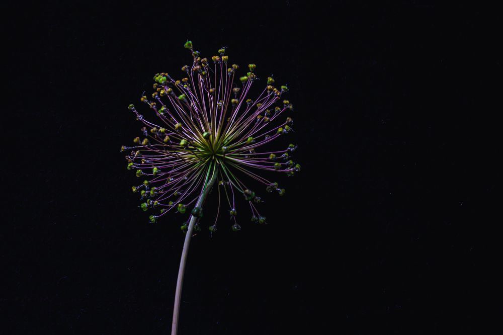 Фотография автора OXANA MARSOVA