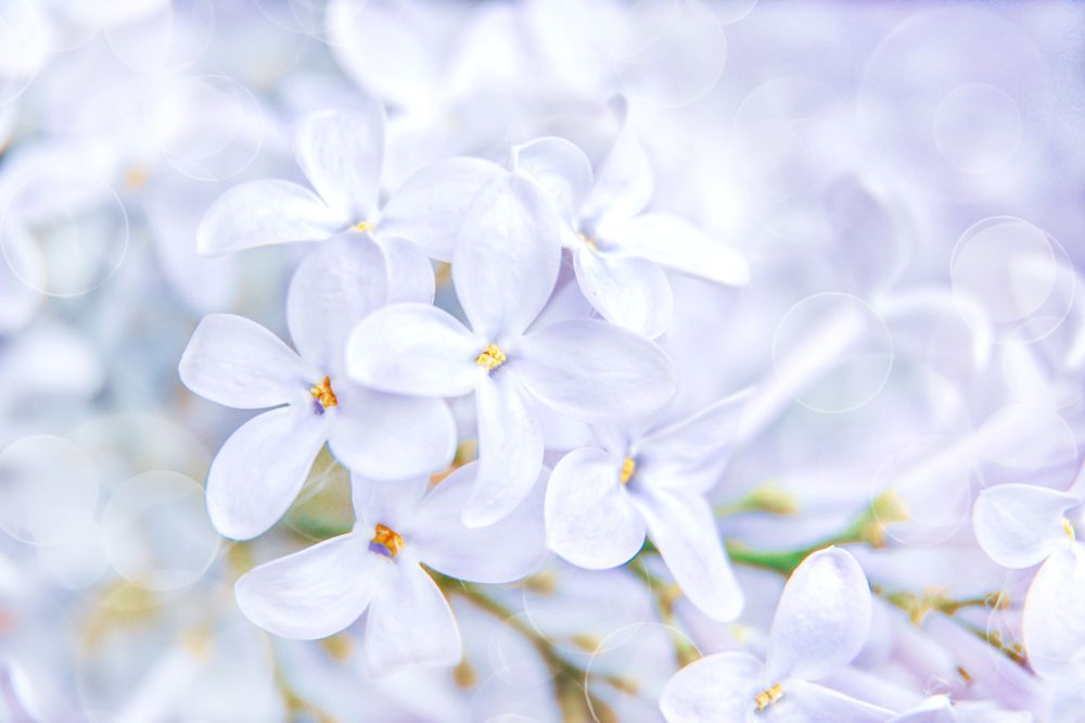 Photograph by Светлана Перминова