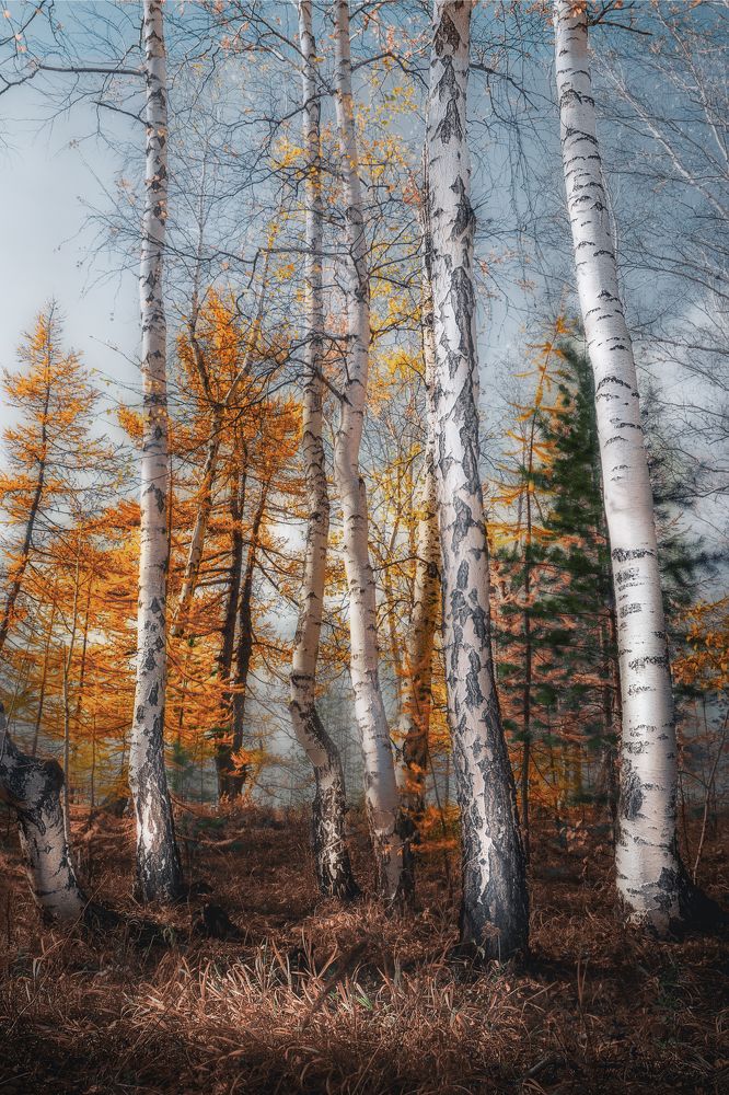 Photograph by Ivan Sazykin