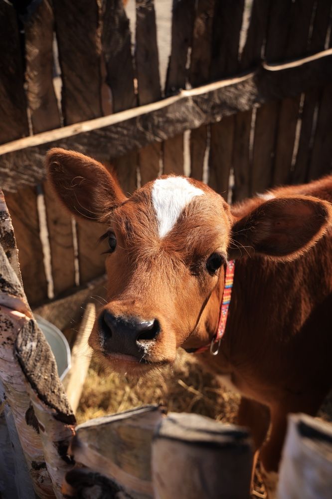 Photograph by Евгения Казакова