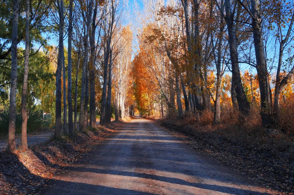 sendero de las alamedas