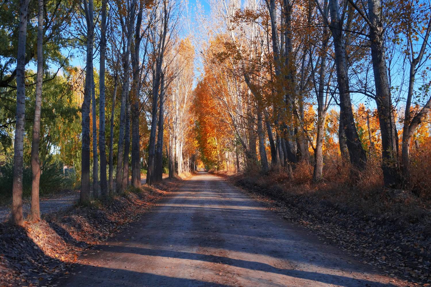 sendero de las alamedas