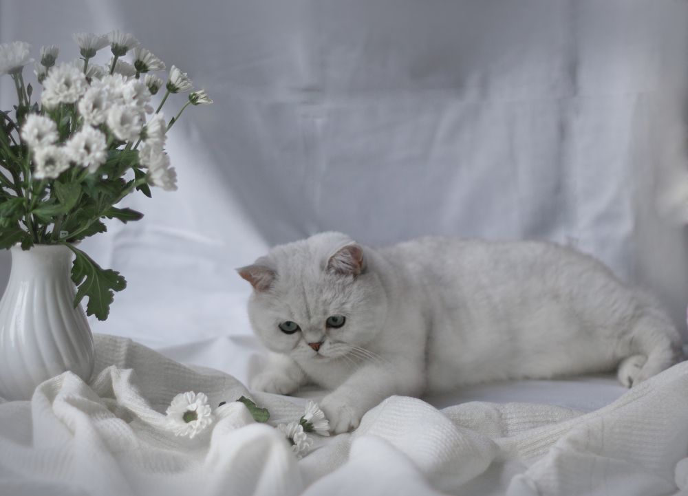 Photograph by Елена Иванова