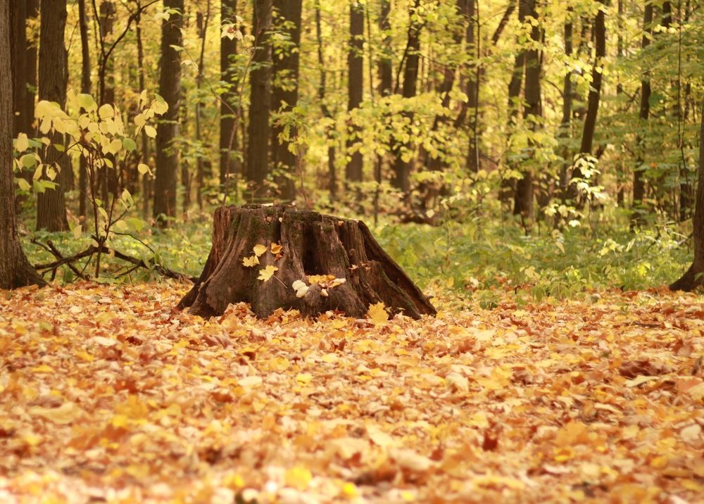 Photograph by Алсу Хусаинова