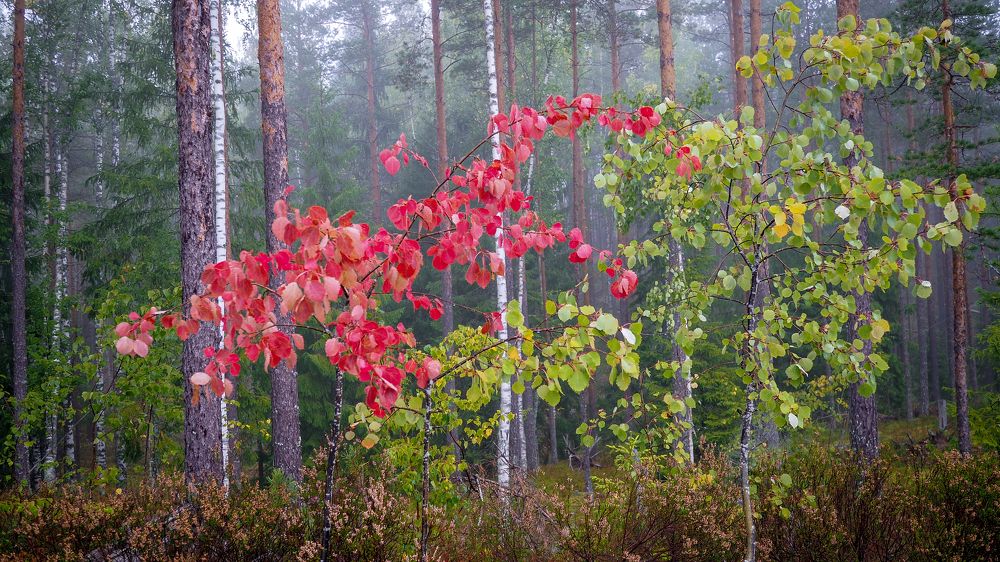 Фотография автора Boris Yakovlev