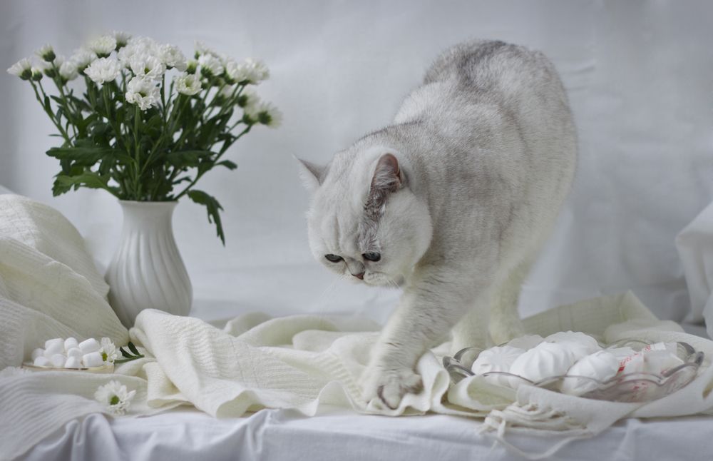 Photograph by Елена Иванова