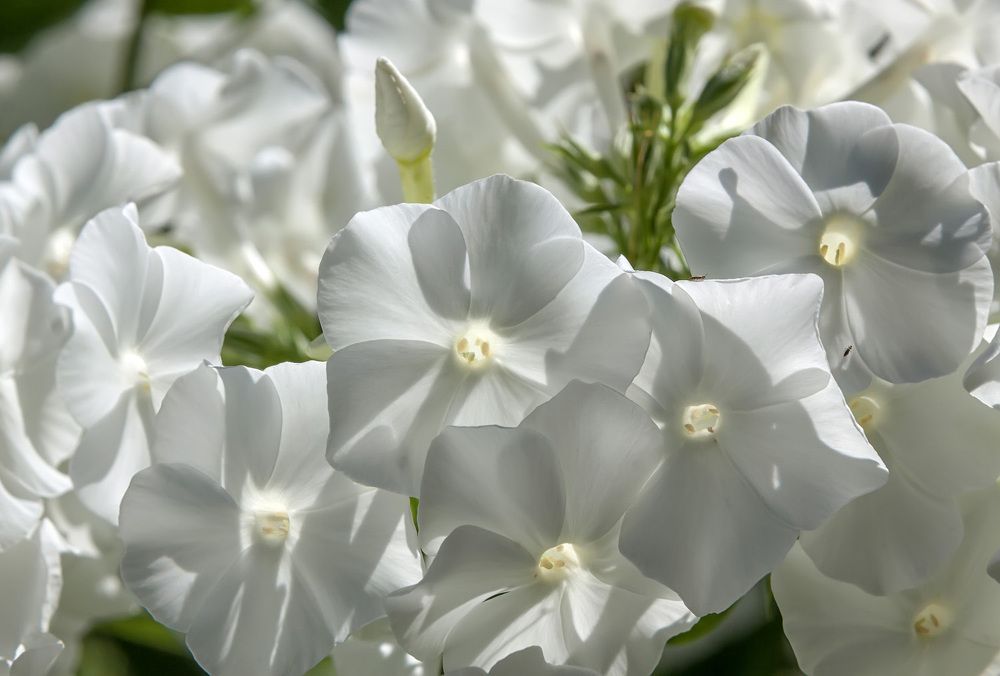 Photograph by Владимир Архипов