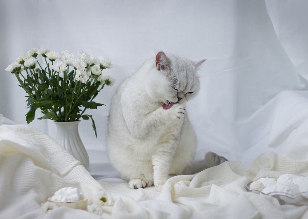 Photograph by Елена Иванова