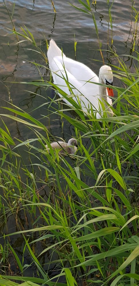 Photograph by Эдмунд Рандал