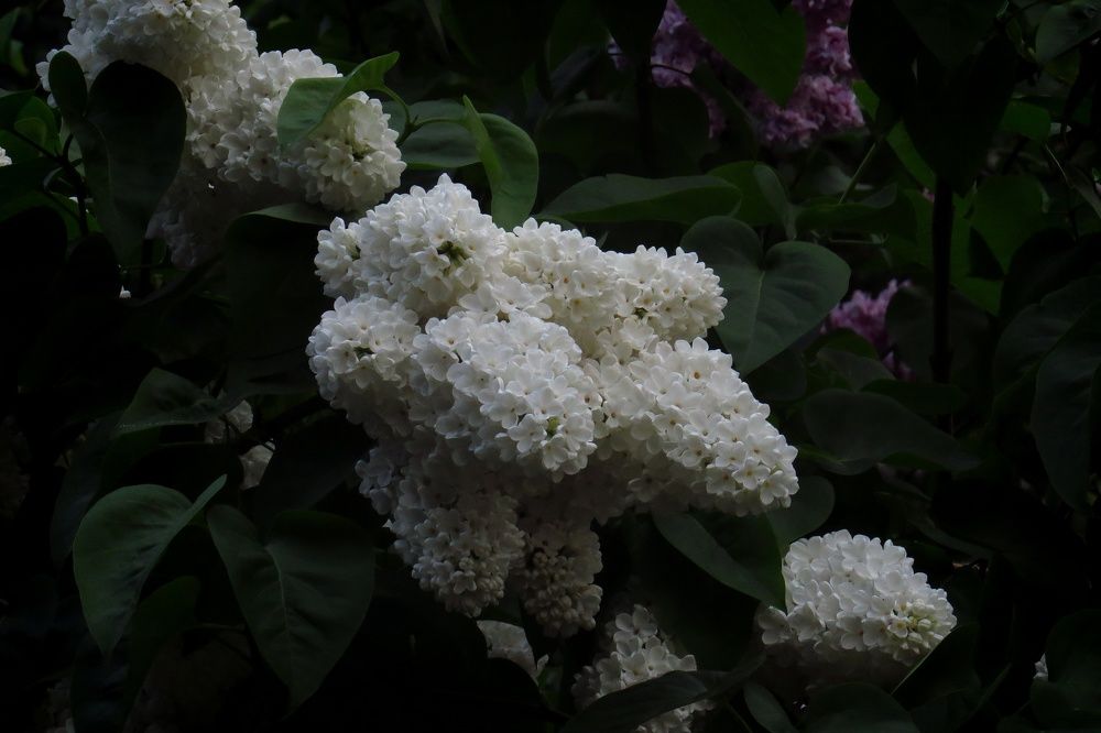 Photograph by Ирина Фрол