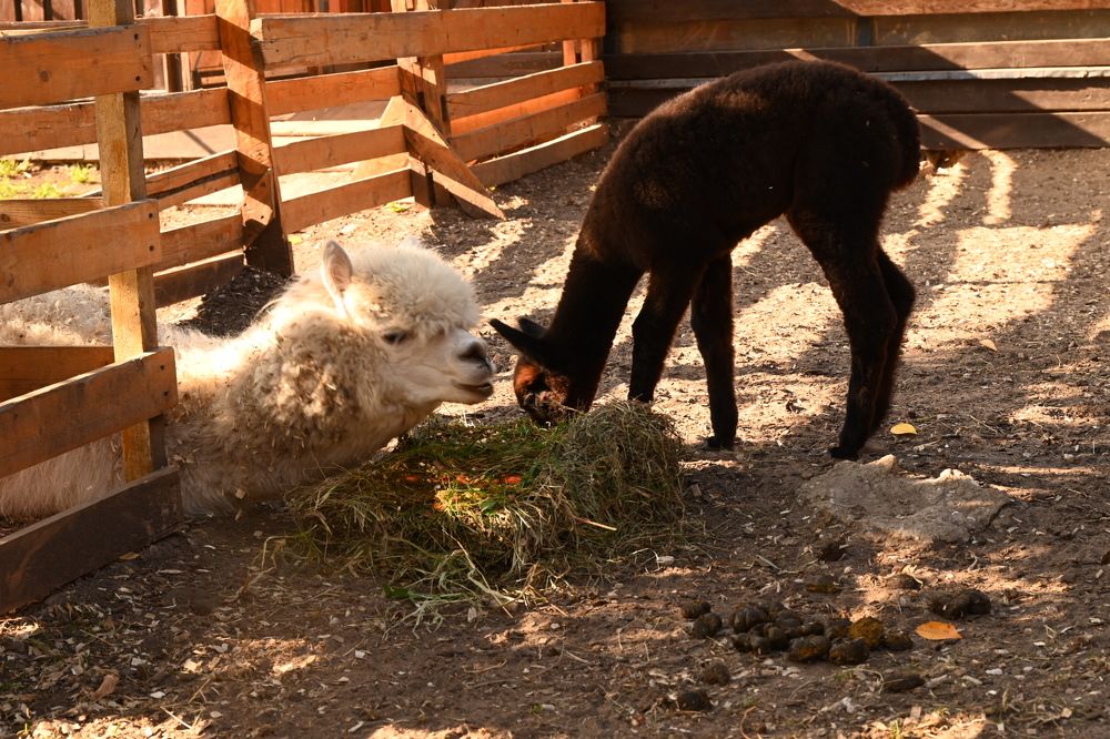 Photograph by Светлана Рубникович