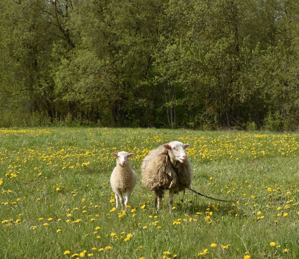 Фотография автора Catherine Shashkova