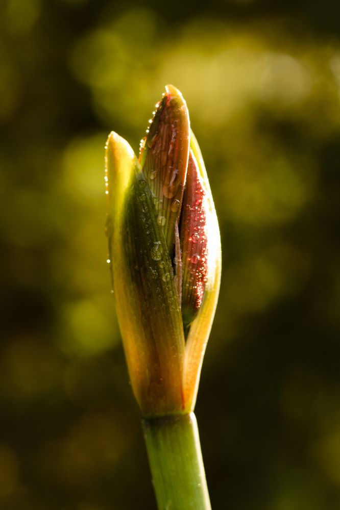 Photograph by Дарья Ващенко-Панкина