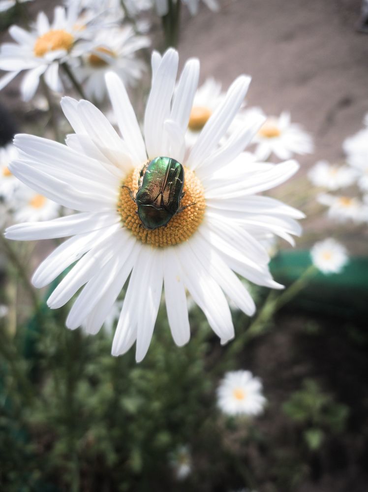 Photograph by Усевалад Куліш