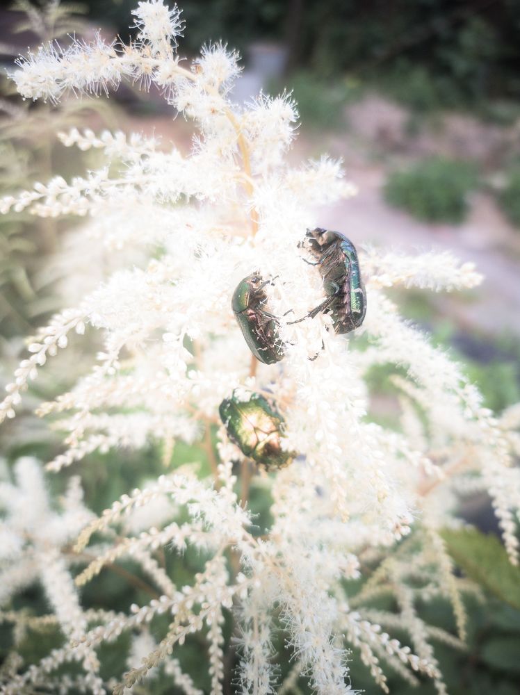 Photograph by Усевалад Куліш