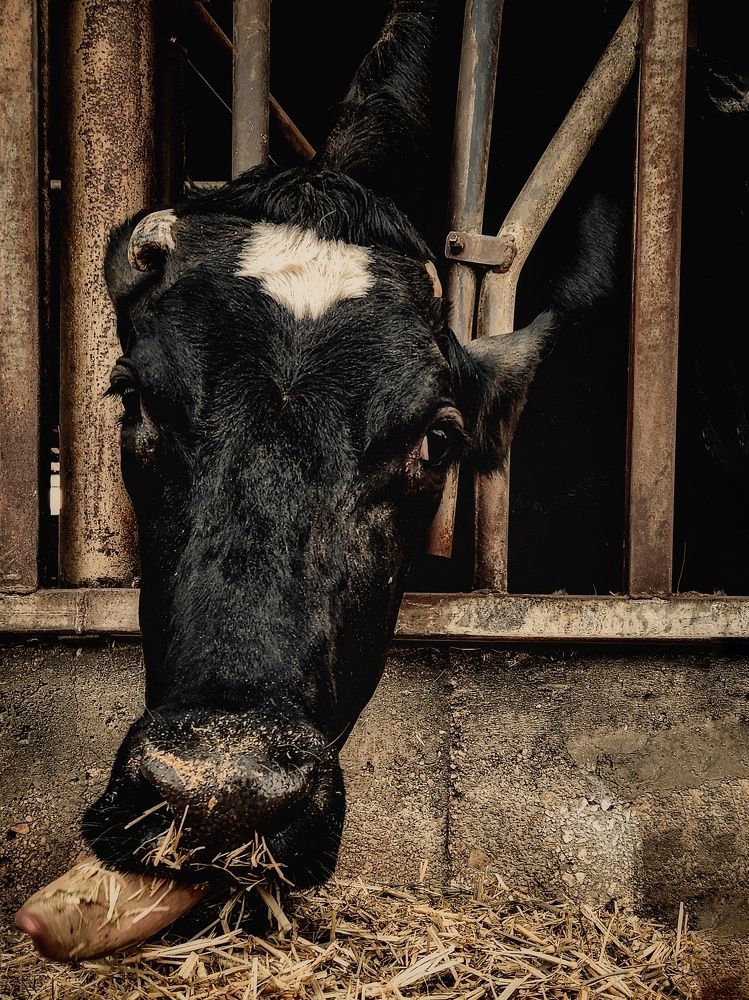 Photograph by Александра Кропивка