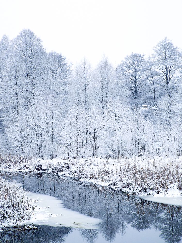 Белая тишина