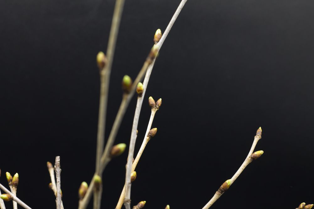 Photograph by Дарья Ващенко-Панкина