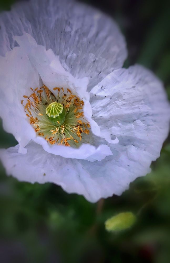 Photograph by Алла Холодова