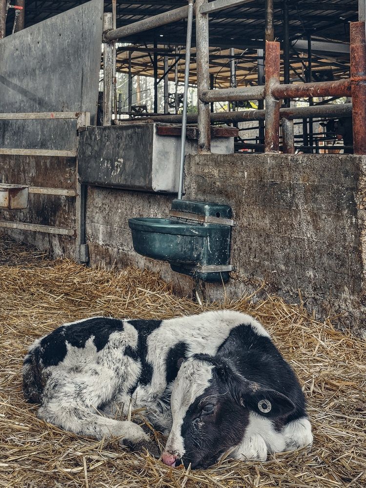 Photograph by Александра Кропивка