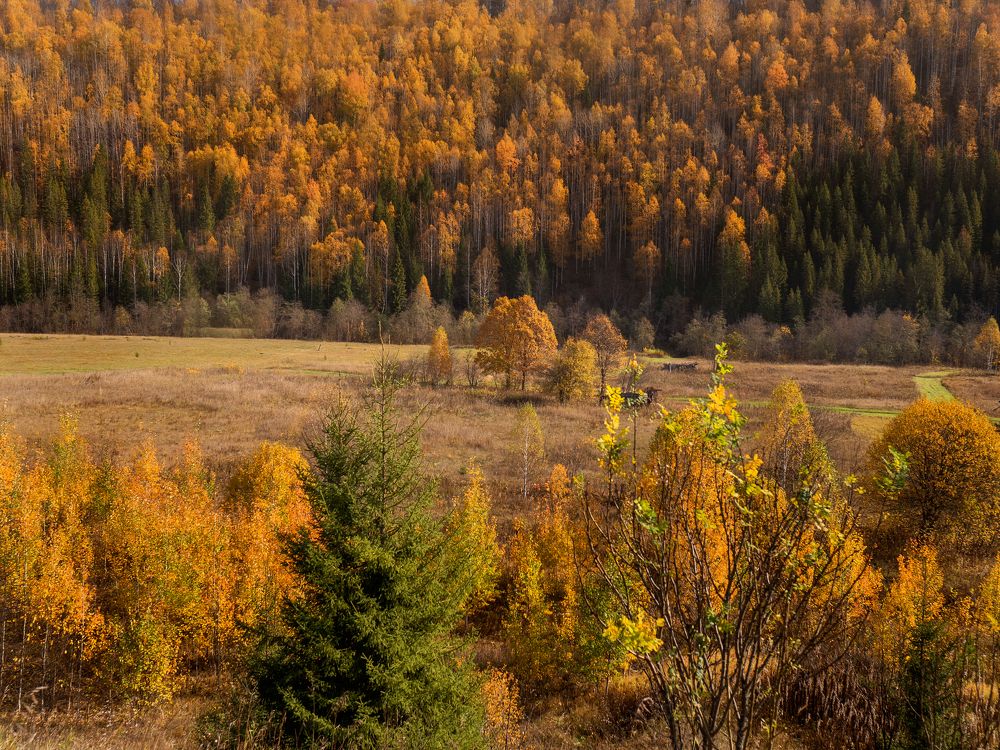 Photograph by Larisa Usova