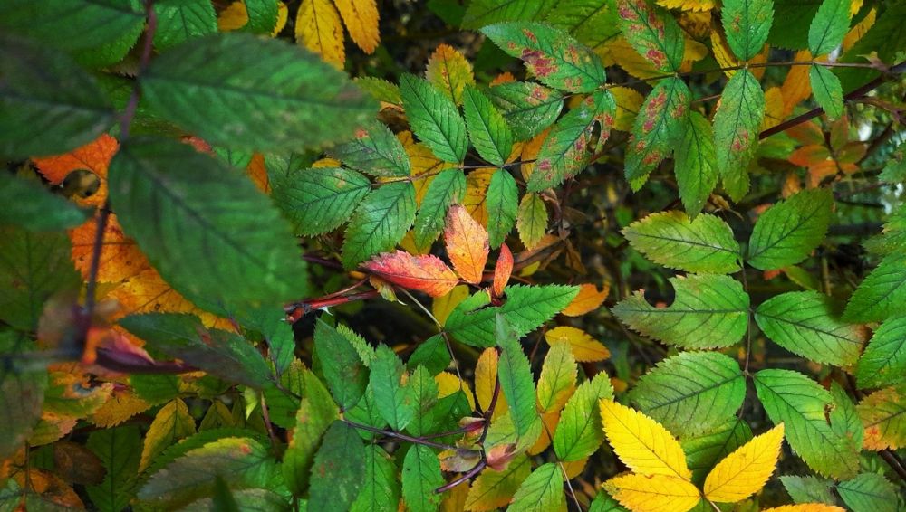 Photograph by Назифе Идилли Озкол