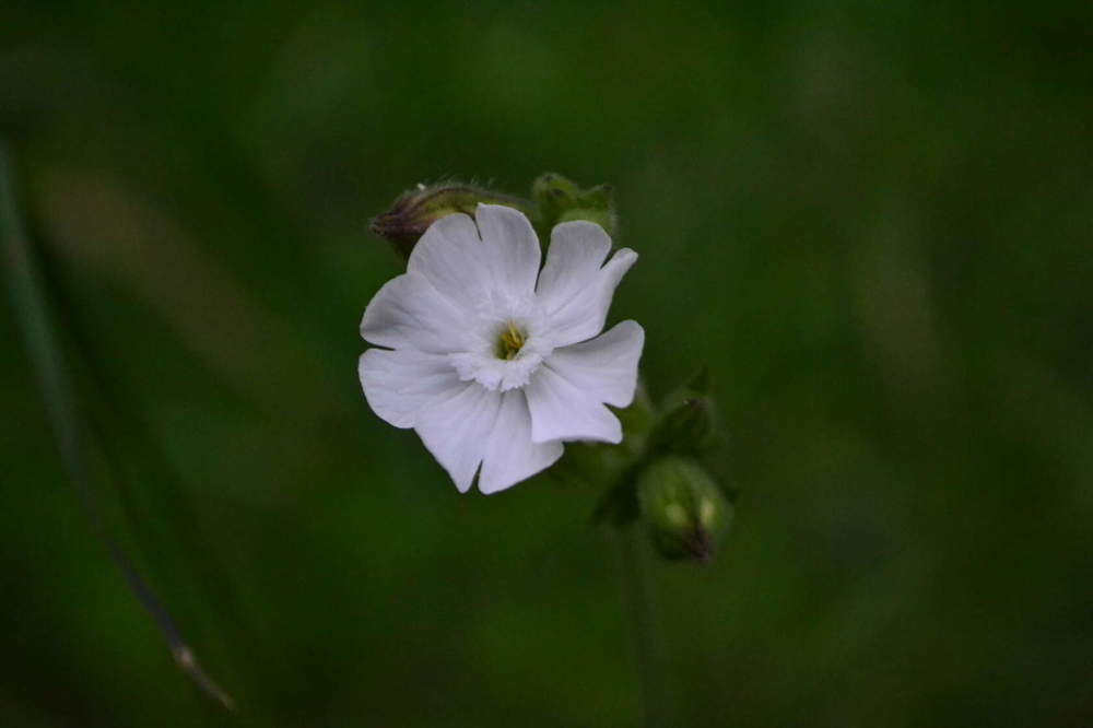 Photograph by Светлана Мазурова