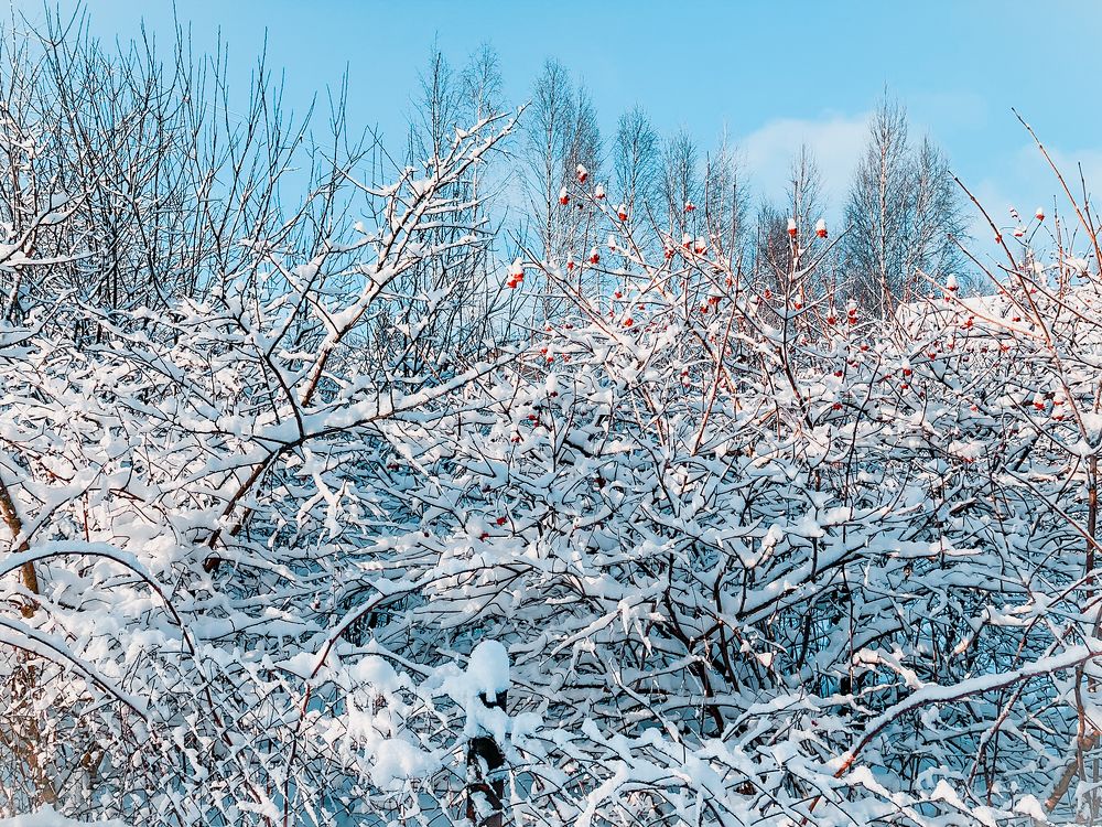 Photograph by Nakiato