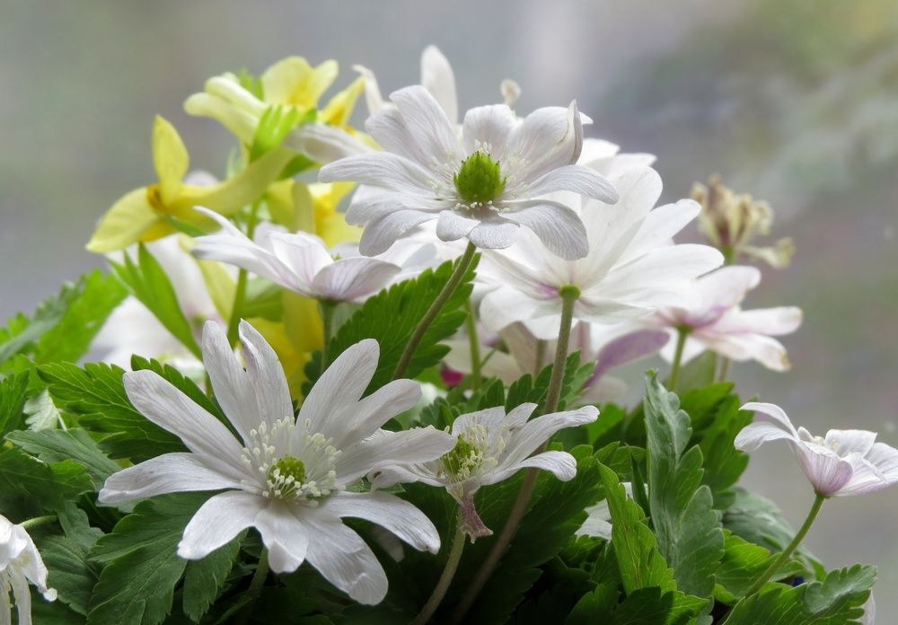 Ветреница дубравная