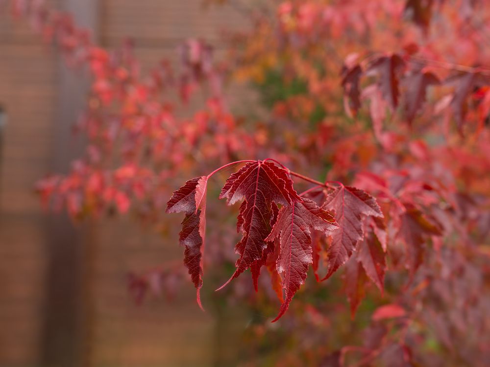 Photograph by Larisa Usova