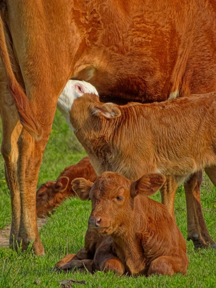 Photograph by Marcelo Luzzi
