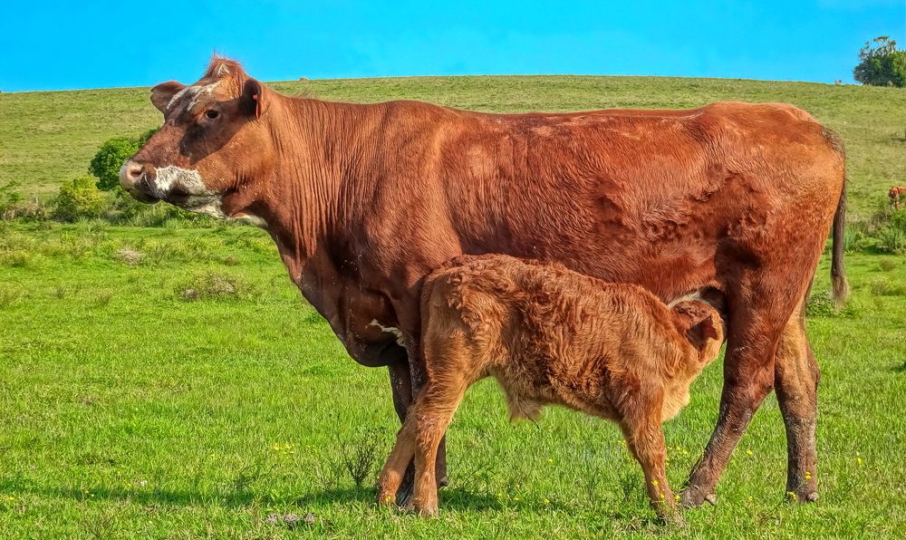 Photograph by Marcelo Luzzi