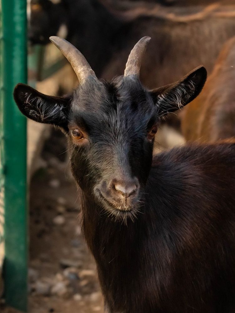 Photograph by Елена Белехова