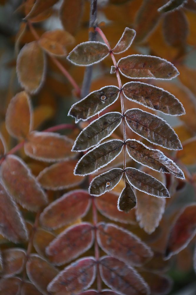 Photograph by Аркадова Елена