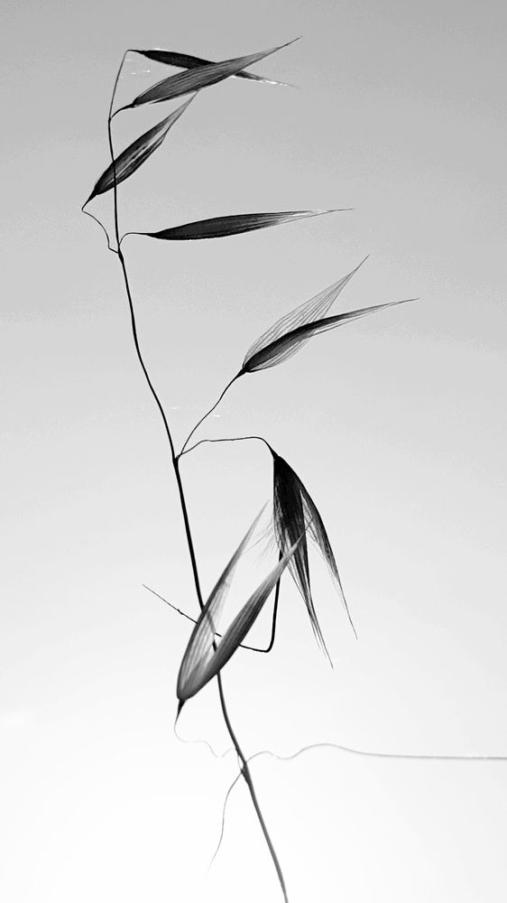 Photograph by Viktorova