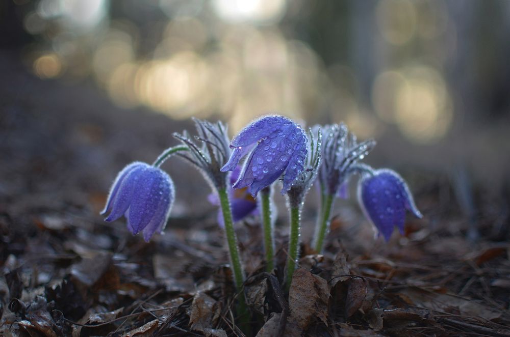 Photograph by  Arina Shapronova