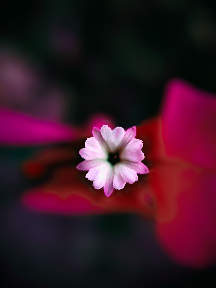 Photograph by Bragadeesh R