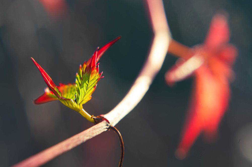 Фотография автора Ирина Гриценко